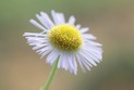 老蛙FF 45mm F2.8 ULTRA MACRO 1-5X APO齐焦测试
