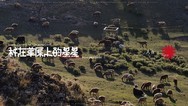 新疆博尔塔拉冬牧场｜富士GFX100RF陪我在场
