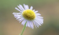 ����FF 45mm F2.8 ULTRA MACRO 1-5X APO�뽹����