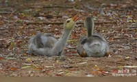  Bar headed Goose Young Bird