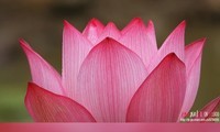  Lotus Pond Listening to Rain