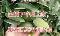 下月上新！寻乌蜜橘：薄到透光，嫩到入口即化?