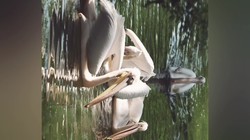  Pelican picnic