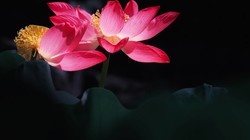 �ɻ����῵P1000��
