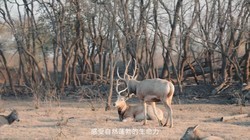 ���γǣ�����һ������ͯ��