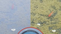 ���ٱ������Ƭ�����ƫ���Ƿ�⵳�ĸ���