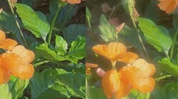 ������Ӱʦ˽�أ����᾵���������ĳ���Χ��