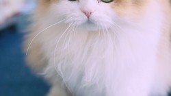 �῵ZR�Խ��ٶȲ���