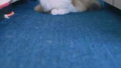 �῵ZR��Ƶ�Զ��Խ����ԣ��������ţ�