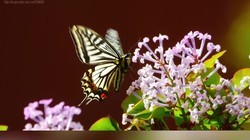 �����Ͷ��㻨