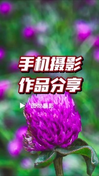 手机摄影笔记｜花开时节，定格春天的绚烂色彩