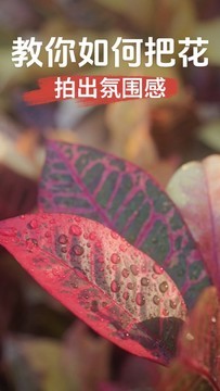 10秒教你把花拍出氛围感